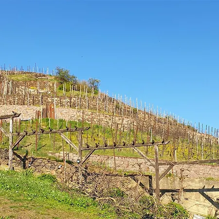 Traminer *